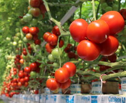 Stroj mezi rajčaty vidí víc než farmář, na farmě v Brně testují robota Frantu