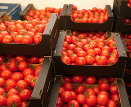 Krize nás učí, jak pěstovat plodiny při nižších teplotách, říká mladý farmář