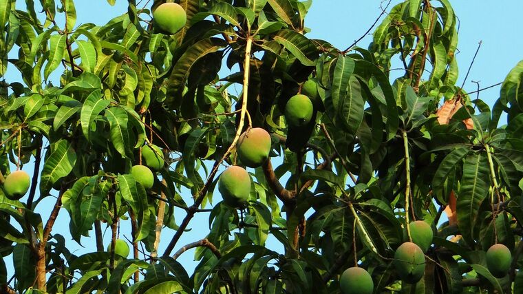 Farmáři v Kambodži mají díky českým vědcům sušičky na mango