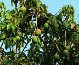 Farmáři v Kambodži mají díky českým vědcům sušičky na mango