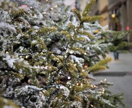 Nejméně ekologický je vánoční stromek z dovozu. Jejich podíl stále narůstá