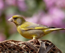 Ptákem roku vyhlásili ornitologové zvonka zeleného. V Česku ho hubí vážná nemoc