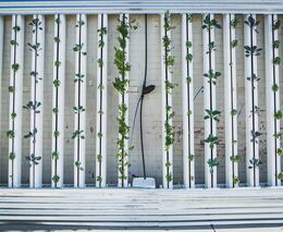 Vertikální zemědělství je na vzestupu. Nizozemský startup přesáhl hodnotu miliardy dolarů