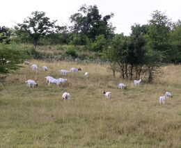 Motýlí ráj získal zlatou medaili