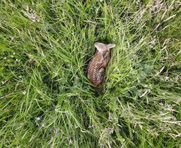 Daniel Pitek: O záchraně malých srnčat a nápravě historické křivdy na myslivosti