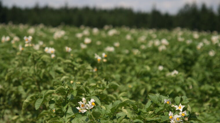 Blíží se sezona sázení brambor. Zemědělci očekávají pokles produkčních ploch