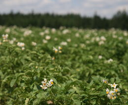 Blíží se sezona sázení brambor. Zemědělci očekávají pokles produkčních ploch