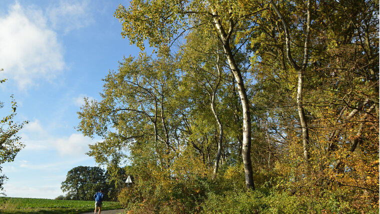 Osika může sehrát významnou roli v otázce adaptace lesů na klimatickou změnu