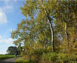 Osika může sehrát významnou roli v otázce adaptace lesů na klimatickou změnu
