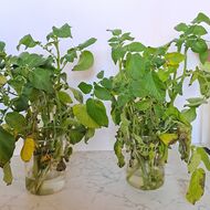 Jak omezit choroby rostlin a snížit spotřebu chemických přípravků? Výzkum Simony Rodopské získal první místo v soutěži Věda pro Zemi