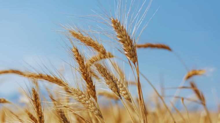 Vědkyně z Agronomické fakulty testuje nové obilniny s geny planých rostlin. Mohly by lépe odolávat suchu a horku na jižní Moravě