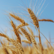 Vědkyně z Agronomické fakulty testuje nové obilniny s geny planých rostlin. Mohly by lépe odolávat suchu a horku na jižní Moravě