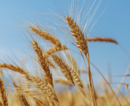 Vědkyně z Agronomické fakulty testuje nové obilniny s geny planých rostlin. Mohly by lépe odolávat suchu a horku na jižní Moravě