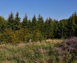 Dlouhodobá perspektiva smrku po výsadbě v nižších polohách je velmi nízká